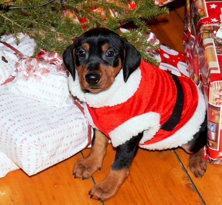 Pinscher * Xélanc Beauty Bisett 8 veckor